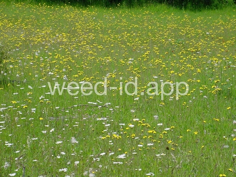 hawkweed, yellow